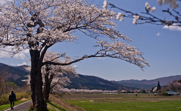 猿ｹ石桜並木